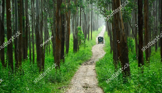 Muthanga wildlife sanctuary in wayanad