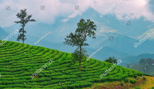 Tea Plantation in wayanad