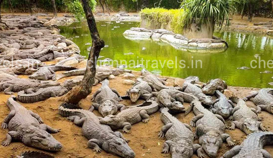 Madras crocodile park in chennai ECR