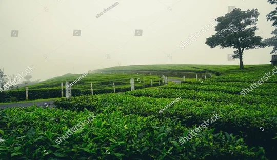 Munnar Tour Package from Chennai
