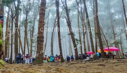 Pine Forest Kodaikanal kodaikanal 2 days trip from coimbatore