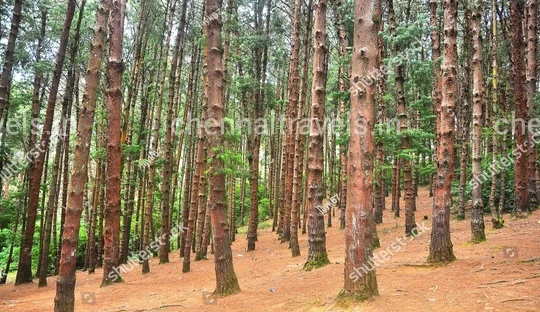Pine Forest Ooty Ooty Weekend Trip from Coimbatore