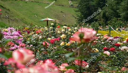 Rose Garden in Ooty Ooty Sightseeing trip