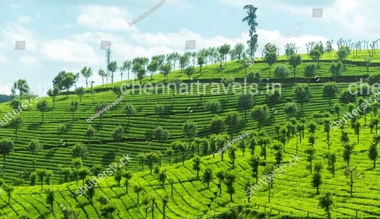 Ooty Tea Garden Tea Garden in ooty