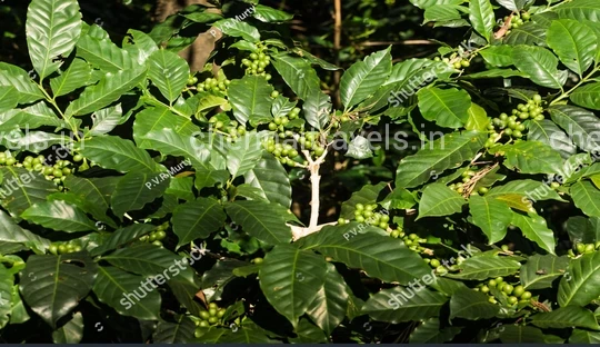 Coffee plantation in Yercaud Yercaud Trip from Chennai