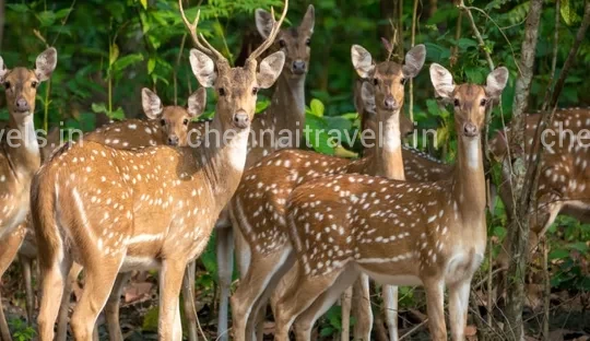 Deer Park in Yercaud Yercaud 2 days trip from Chennai